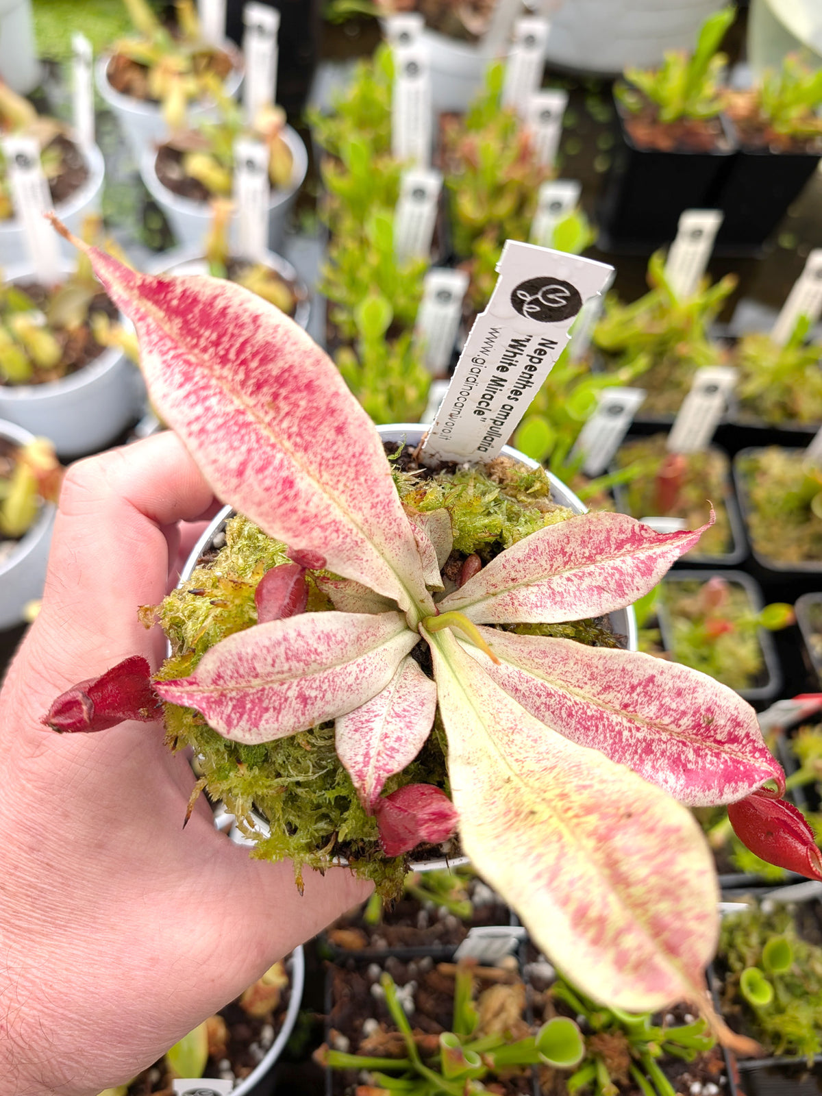 Nepenthes "White Miracle"