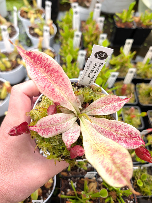 Nepenthes "White Miracle"