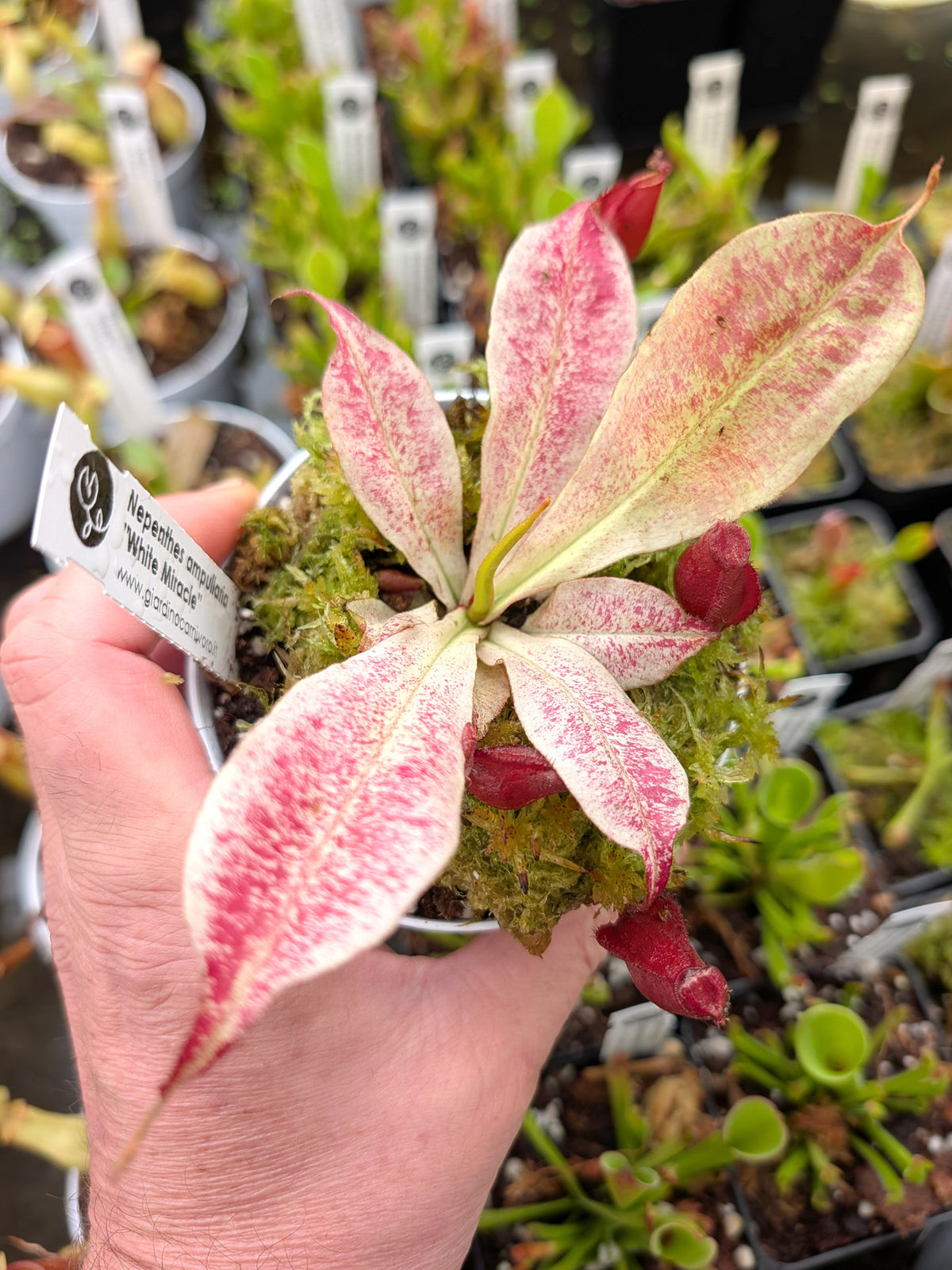 Nepenthes "White Miracle"