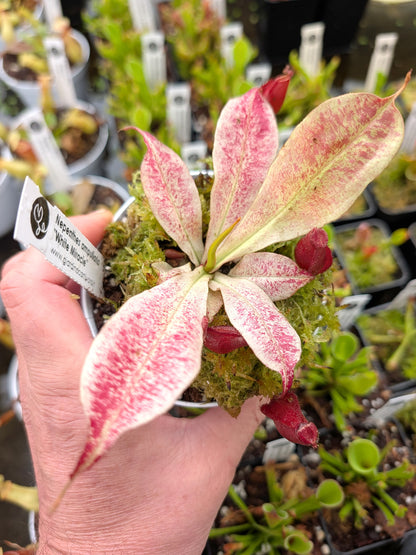 Nepenthes "White Miracle"