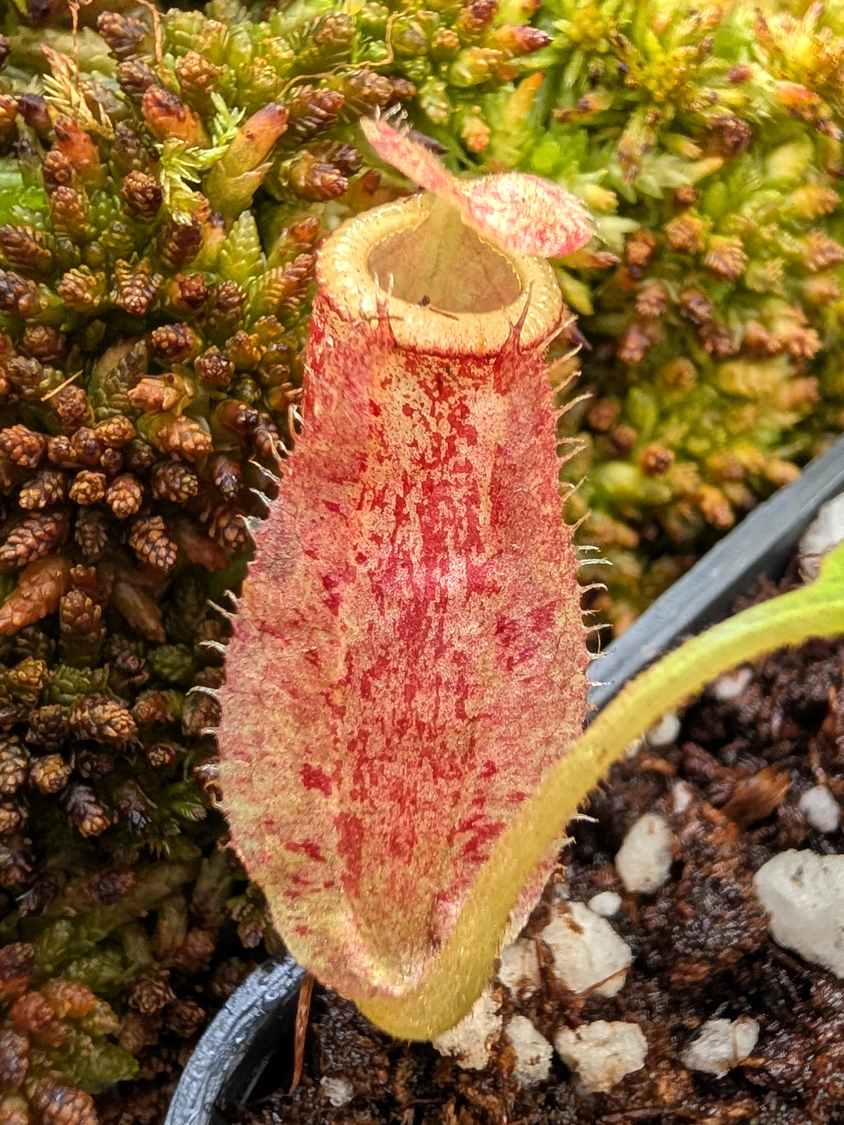 Nepenthes ampullaria x villosa Yasuhide Nakagawa cross