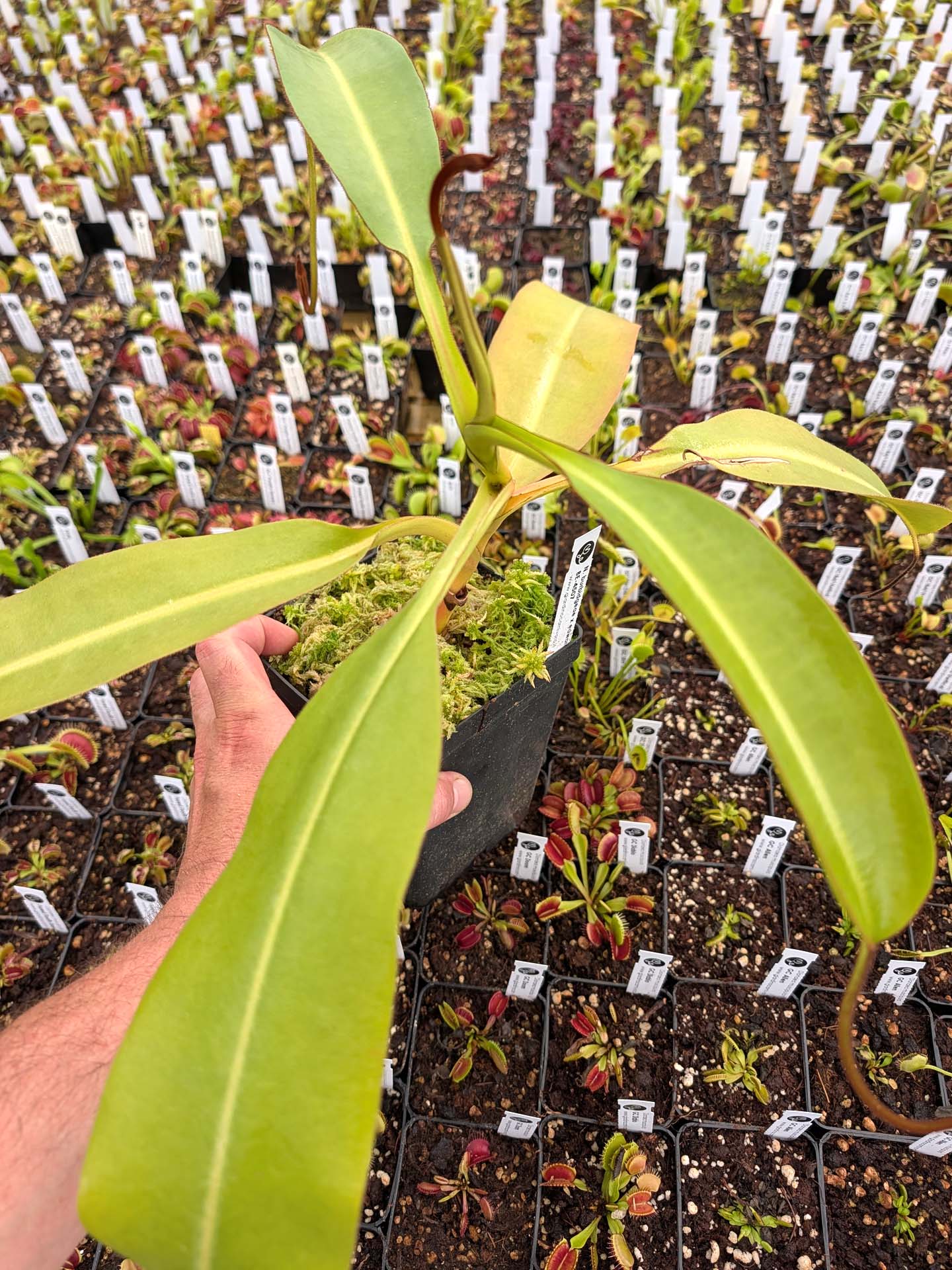 ASTA 8 : Nepenthes burbidgeae x edwardsiana BE-4507  XL Size