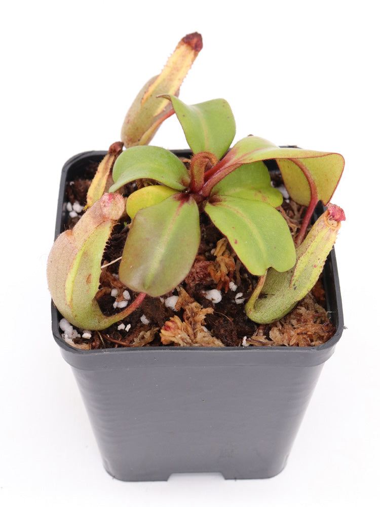 Nepenthes clipeata Clone 16-02 AW