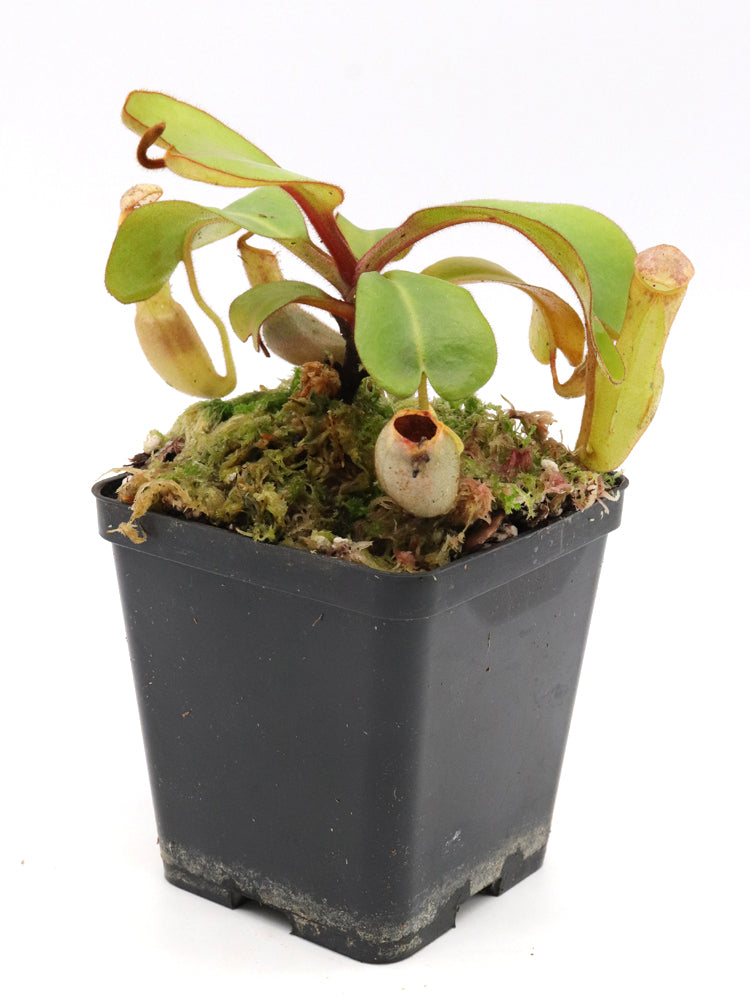 Nepenthes clipeata Clone 16-02 AW