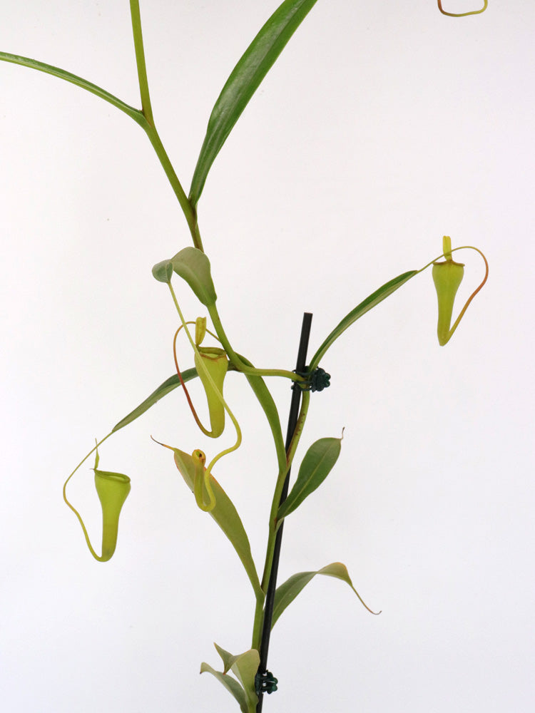Nepenthes dubia hybrid