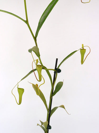 Nepenthes dubia-Hybride (Dubia x Jamban)