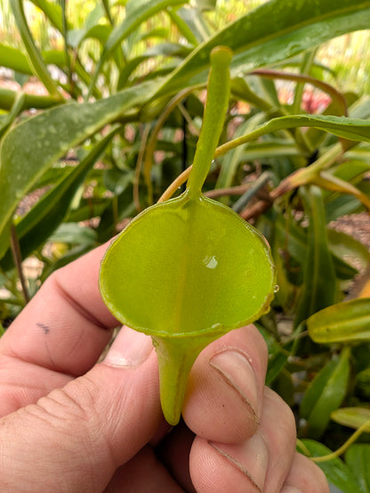 ASTA 9 : Nepenthes inermis Gunung Gadut, Sumatra 60 cm - 2 Punti di crescita