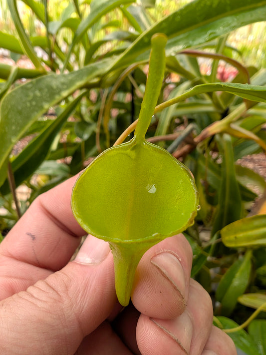 ASTA 9 : Nepenthes inermis Gunung Gadut, Sumatra 60 cm - 2 Punti di crescita