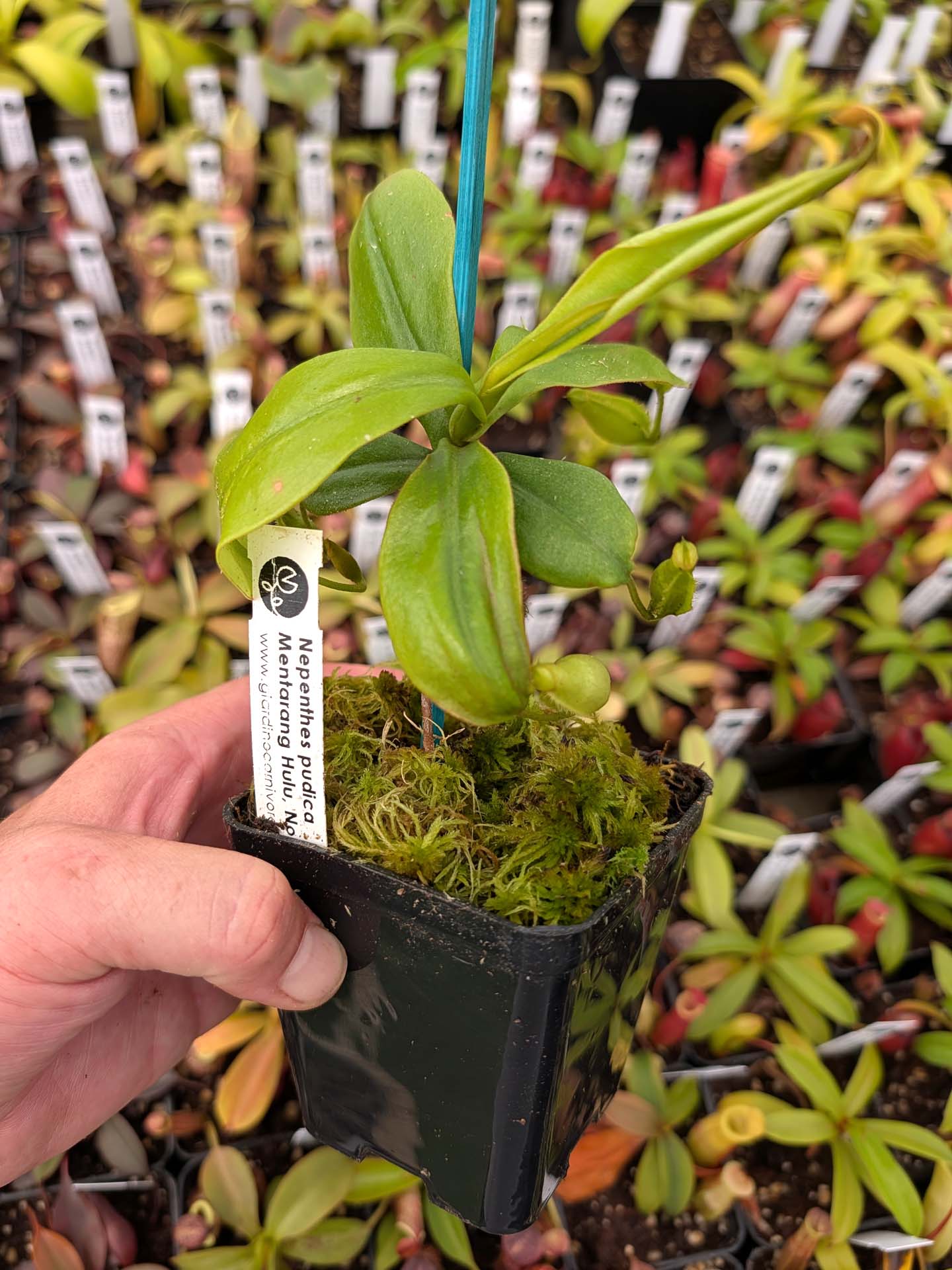 ASTA 7 : Nepenthes pudica Mentarang Hulu, North Kalimantan, Indonesia  Medium Size