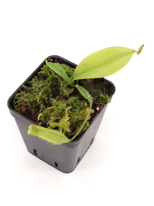 Nepenthes philippinensis  Palawan, Philippines