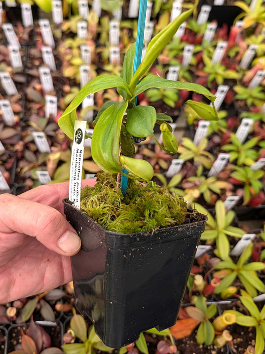 ASTA 7 : Nepenthes pudica Mentarang Hulu, North Kalimantan, Indonesia  Medium Size