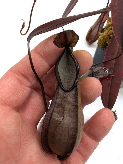 ASTA 4 : BE-3870 Nepenthes tentaculata  Medium SIze