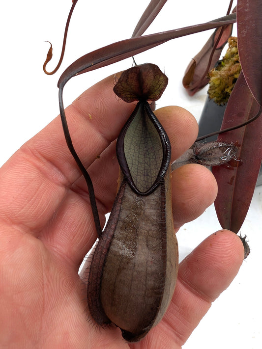 ASTA 4 : BE-3870 Nepenthes tentaculata  Medium SIze