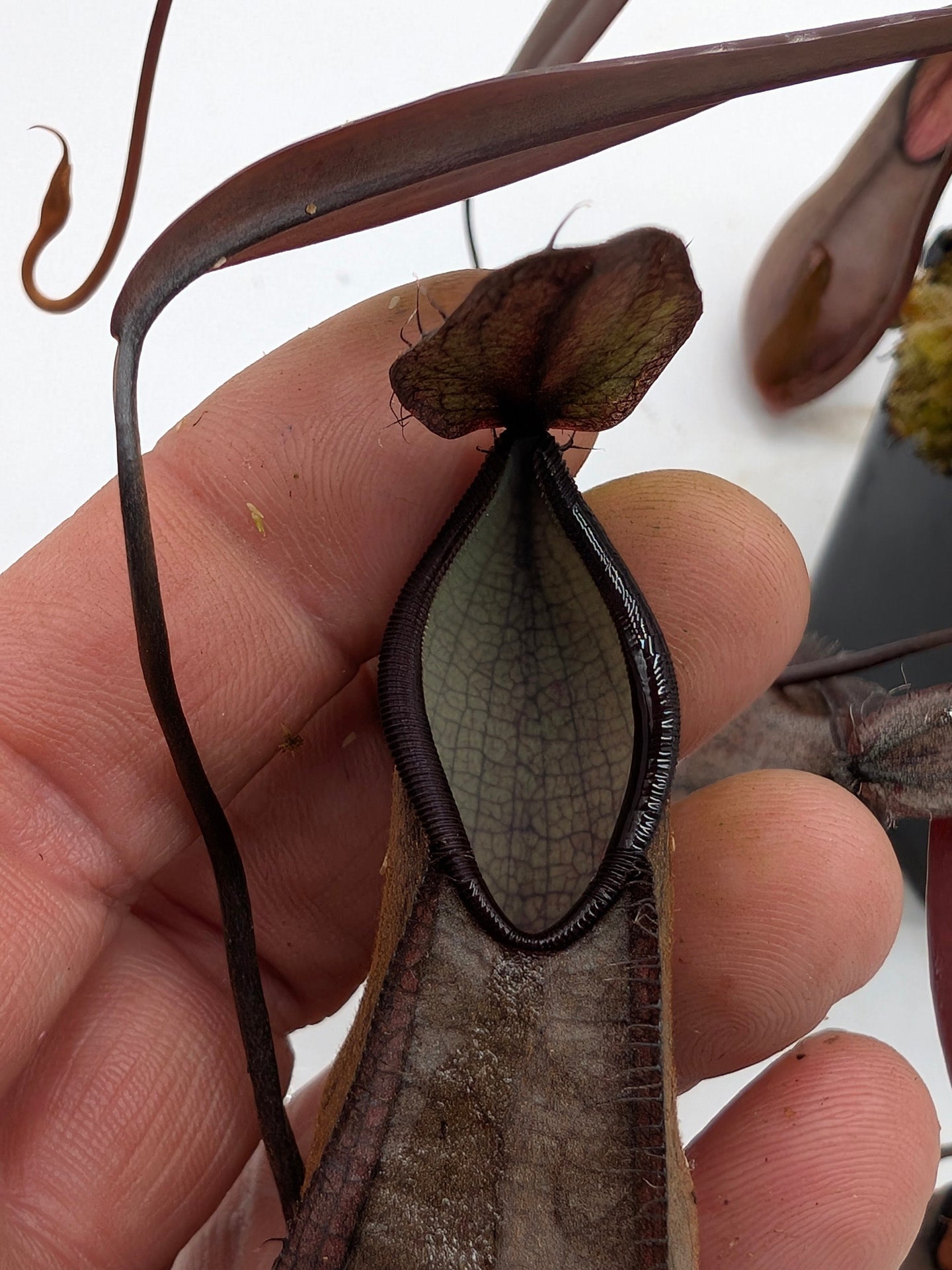 ASTA 4 : BE-3870 Nepenthes tentaculata  Medium SIze