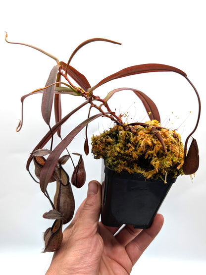 ASTA 4 : BE-3870 Nepenthes tentaculata  Medium SIze