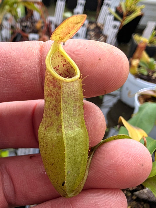 Nepenthes tobaica  Sumatra, Borneo