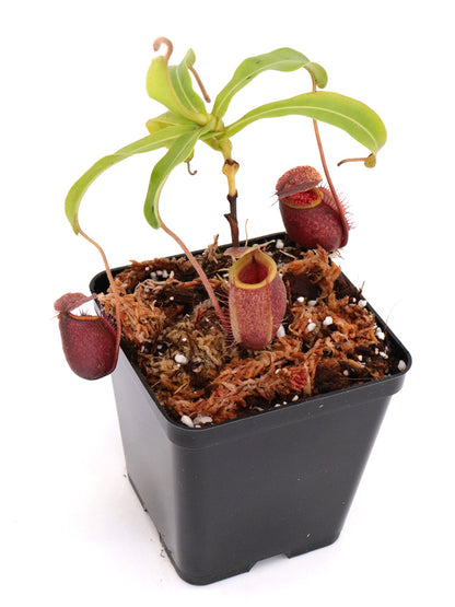 Nepenthes undulatifolia Sulawesi