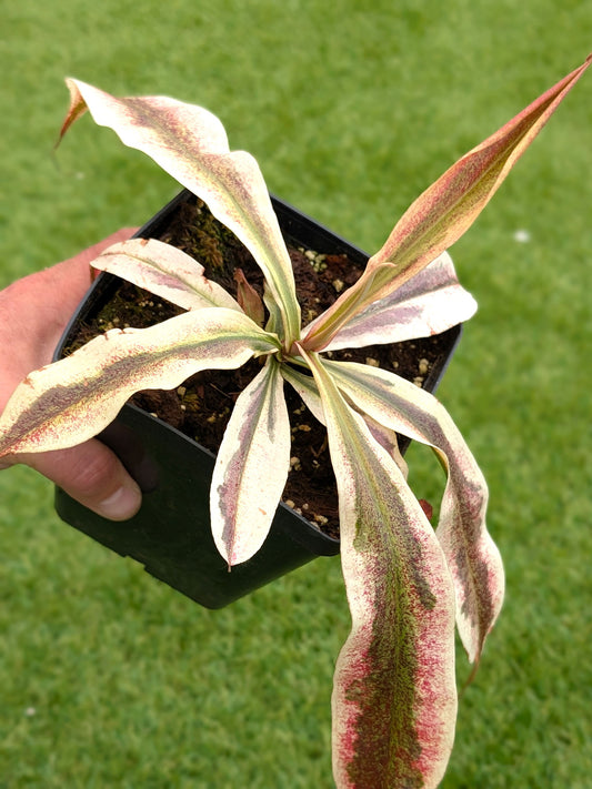 Nepenthes 'Viking' x ampullaria  Variegata