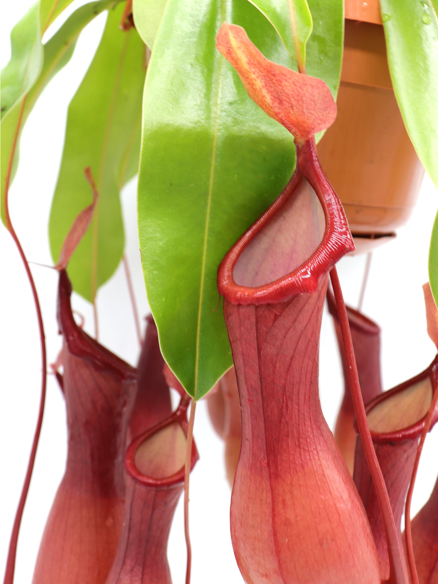 Nepenthes x "Ventrata"