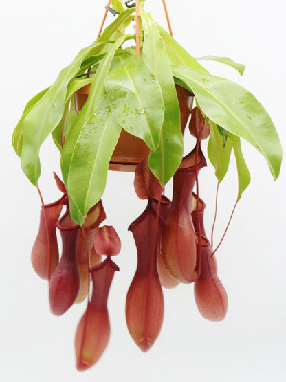 Nepenthes x "Ventrata"