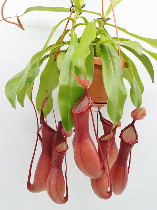 Nepenthes x "Ventrata"