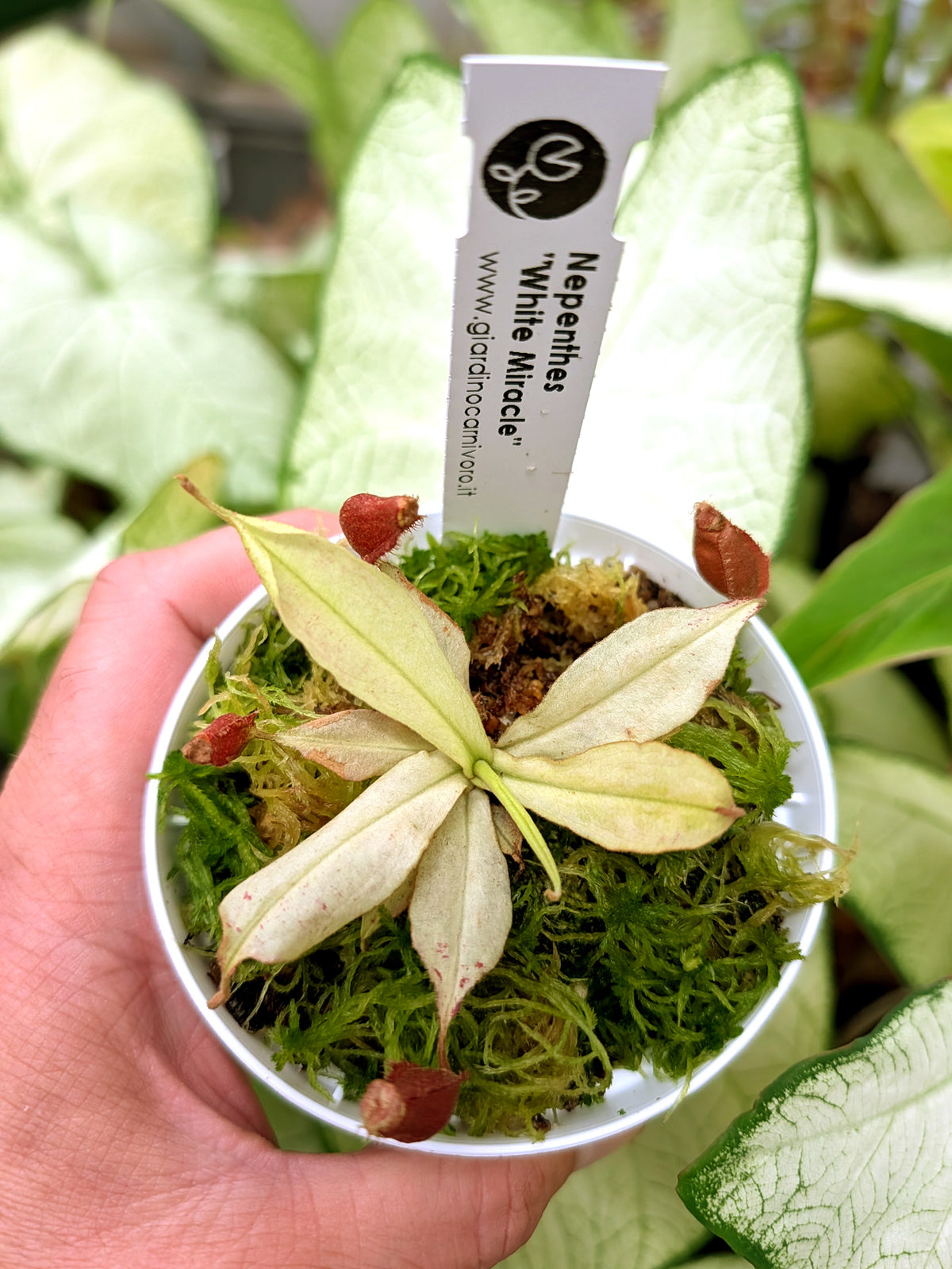 Nepenthes "White Miracle"