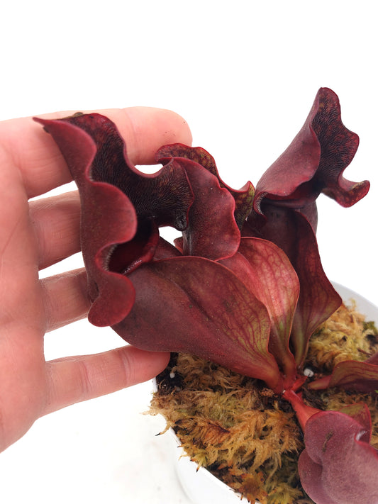 Sarracenia purpurea ssp. venosa "Very red" North of Supply