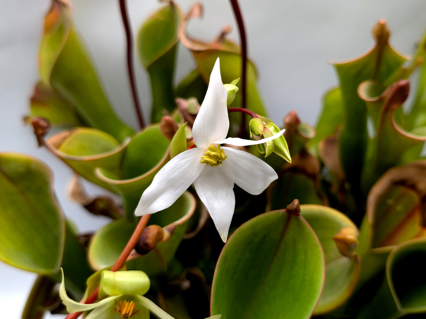 Heliamphora nutans "Giant form"  mericlone