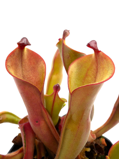 Heliamphora nutans  Roraima tepui , Venezuela