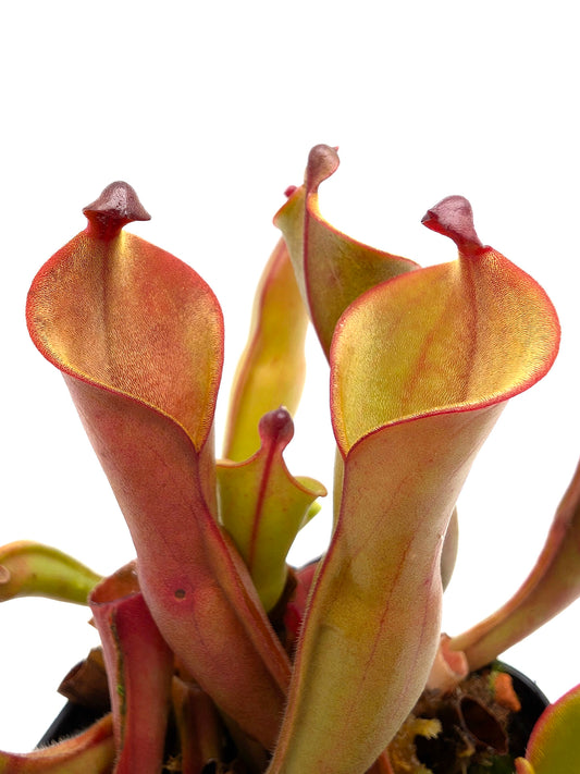 Heliamphora nutans  Roraima tepui , Venezuela