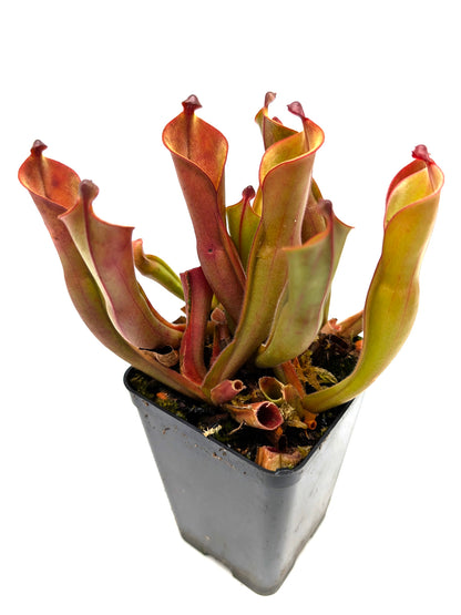 Heliamphora nutans  Roraima tepui , Venezuela