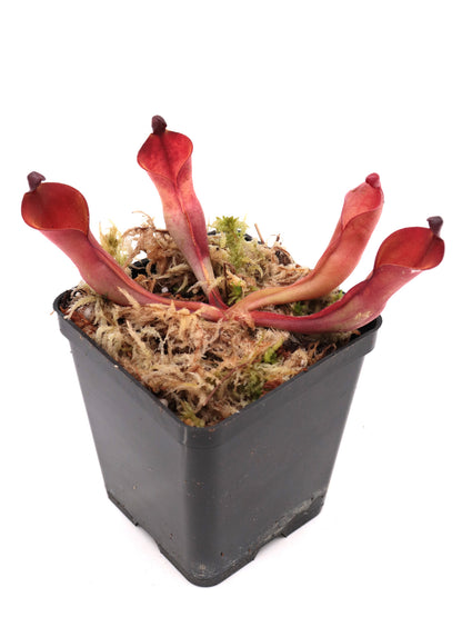 Heliamphora nutans Kukenan Tepui