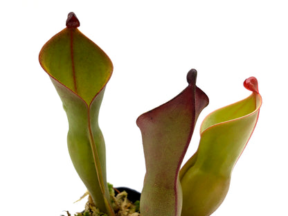 Heliamphora nutans  Yuruani tepui , Venezuela