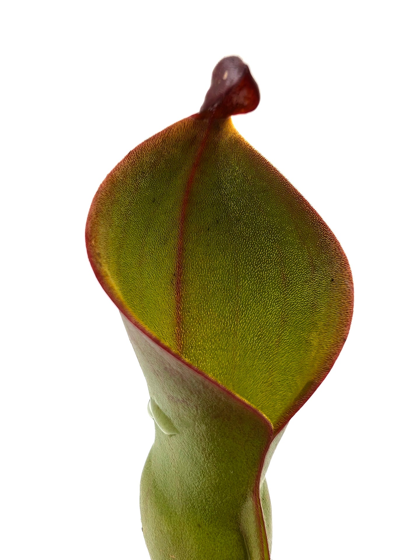 Heliamphora nutans  Yuruani tepui , Venezuela