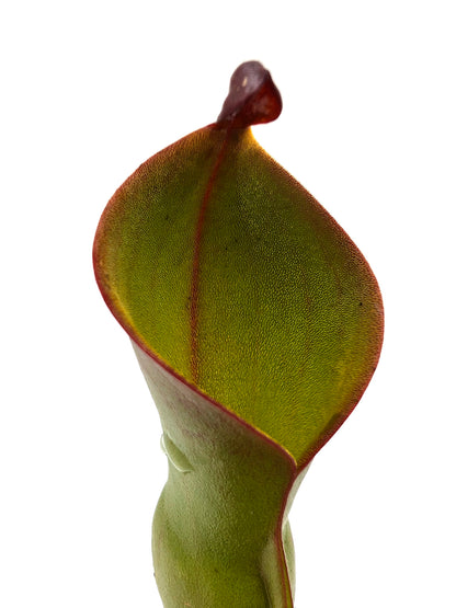 Heliamphora nutans  Yuruani tepui , Venezuela
