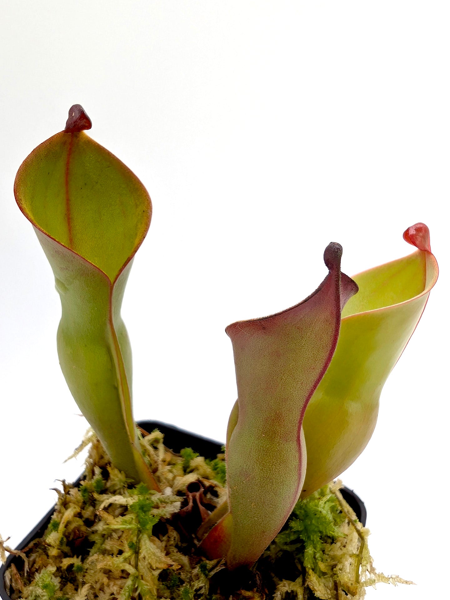 Heliamphora nutans  Yuruani tepui , Venezuela