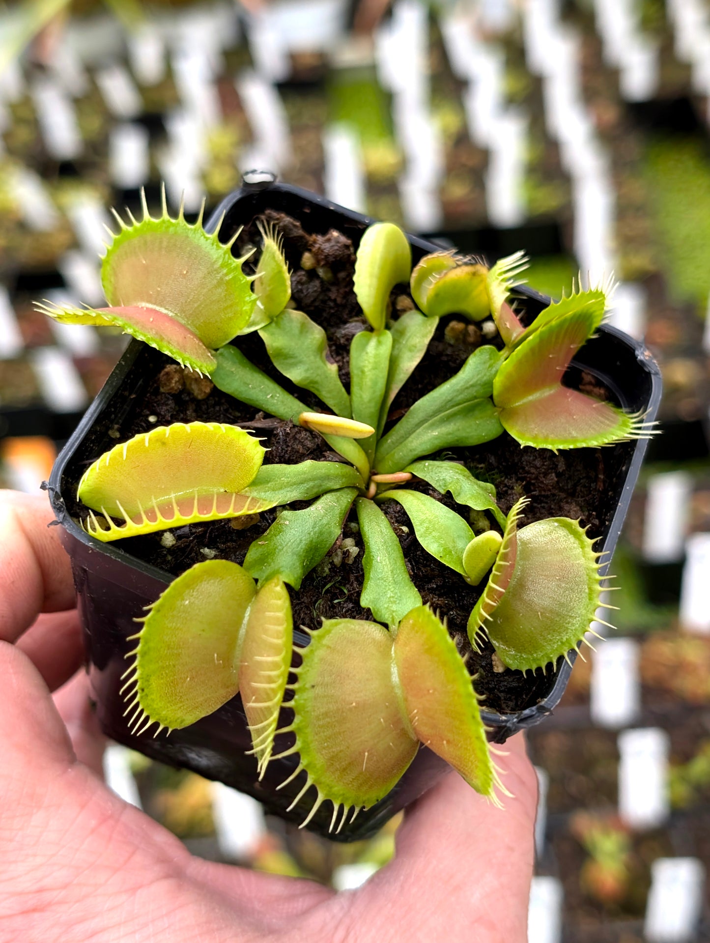 Dionaea muscipula „NWC Selected 03“