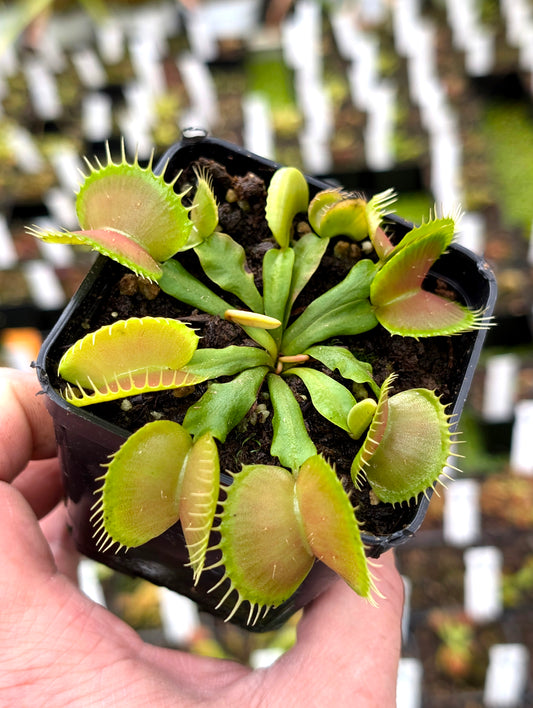Dionaea muscipula „NWC Selected 03“