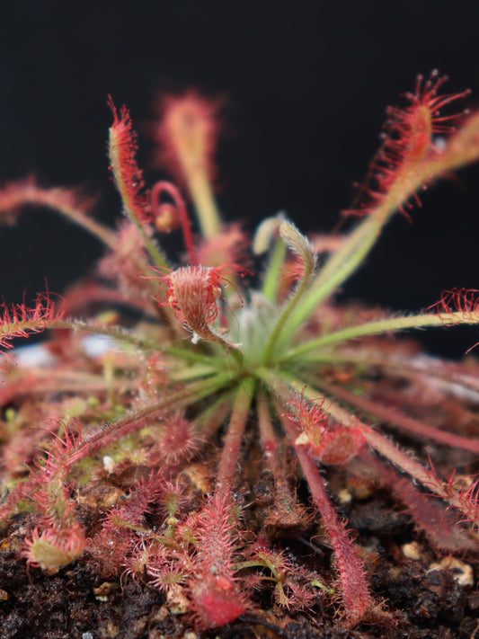 Drosera neocaledonica x oblanceolata