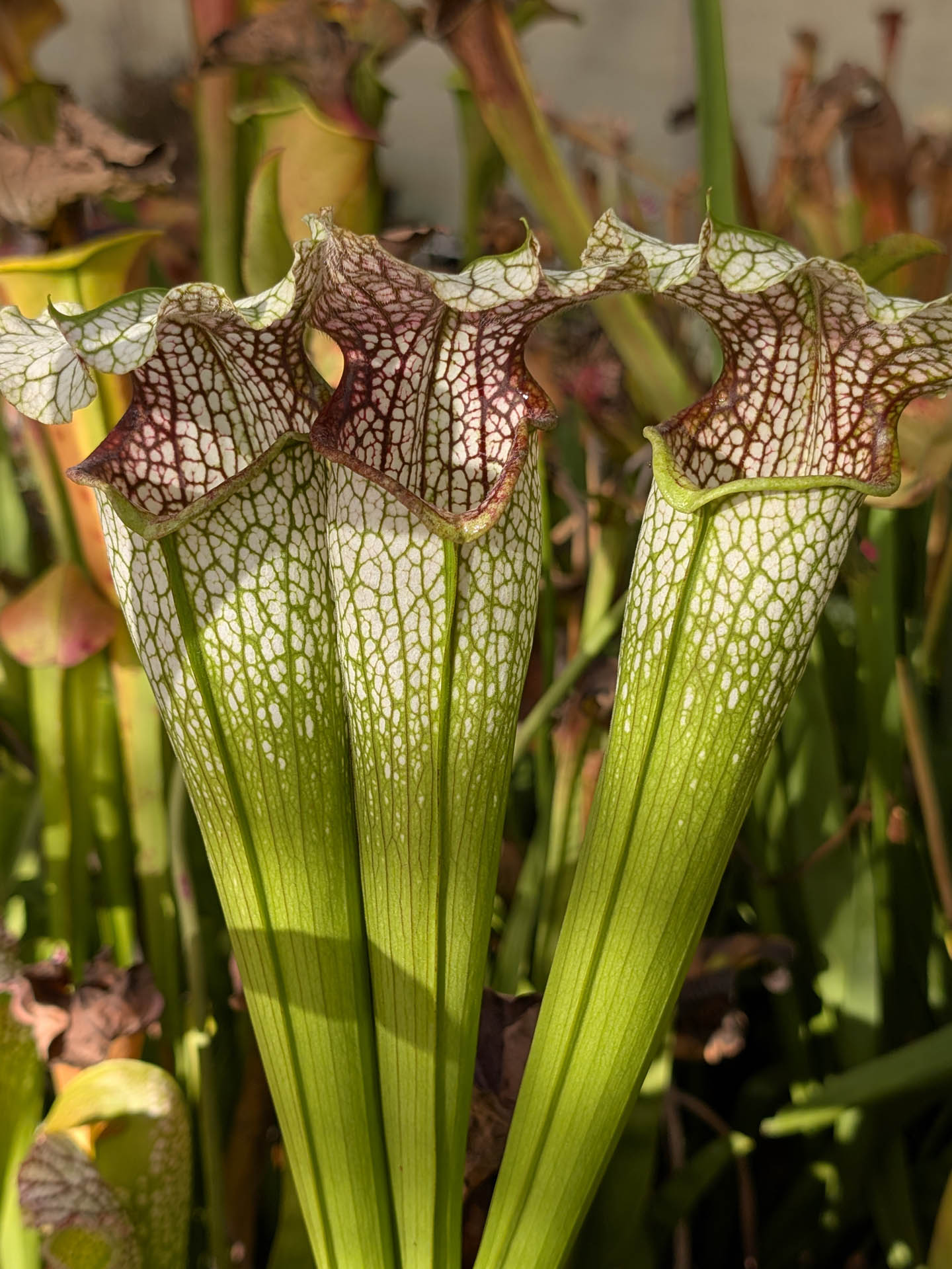 Sarracenia "October hope"
