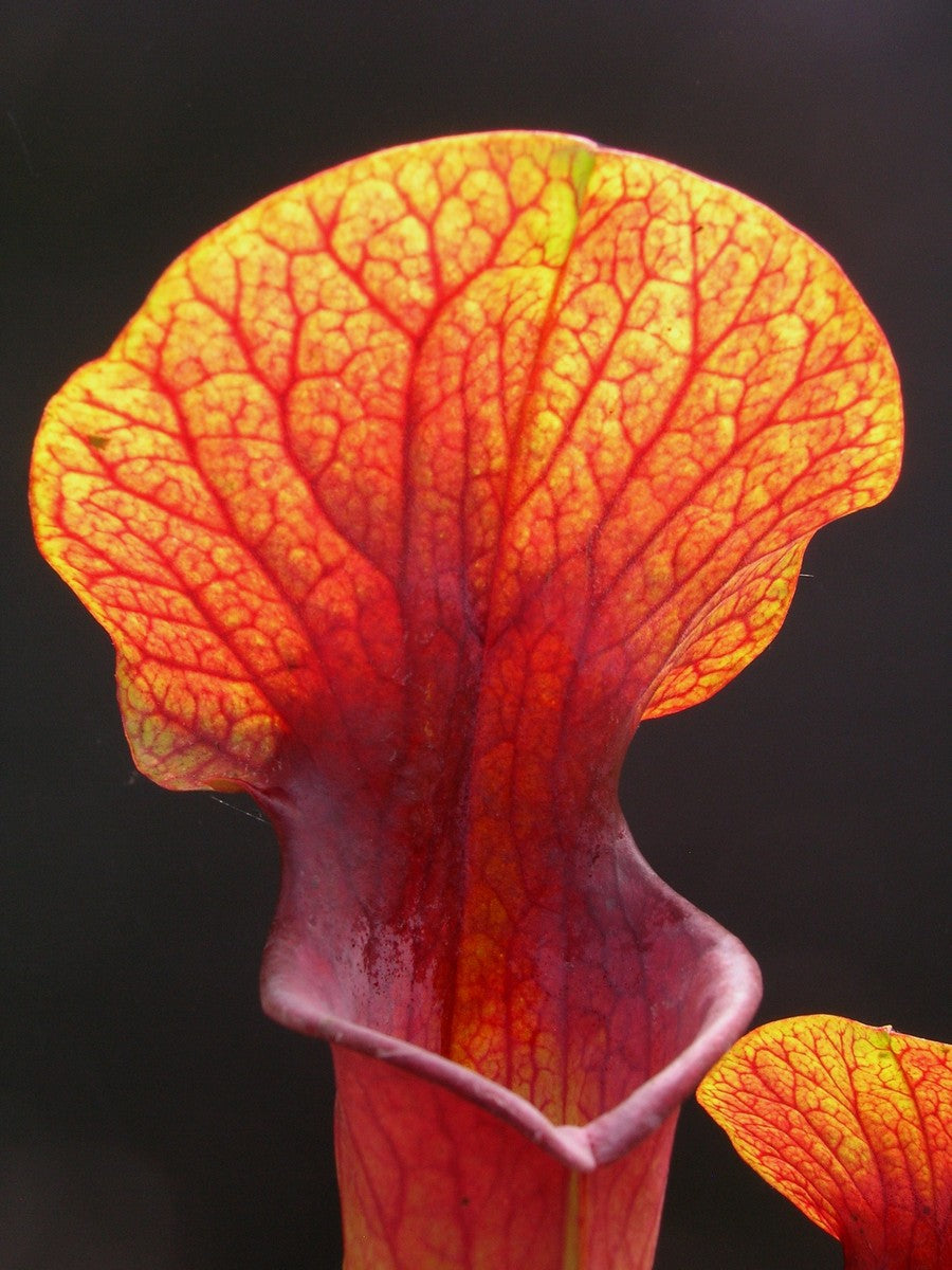 H5 GC Sarracenia "Orange sunset"