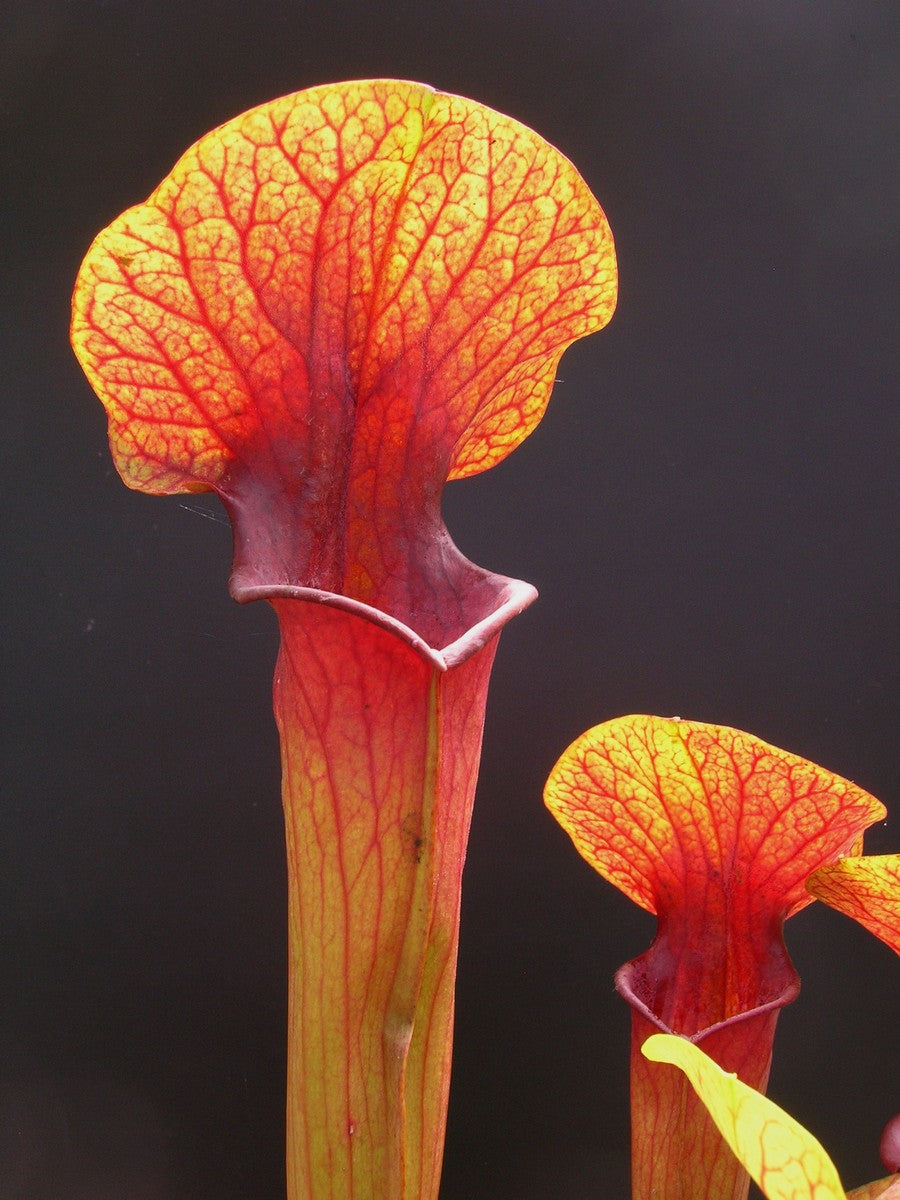 H5 GC Sarracenia "Orange sunset"