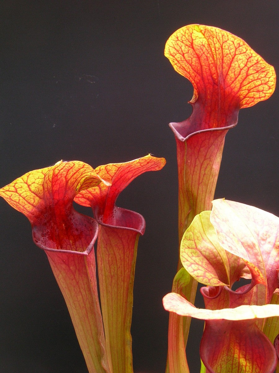 H5 GC Sarracenia "Orange sunset"