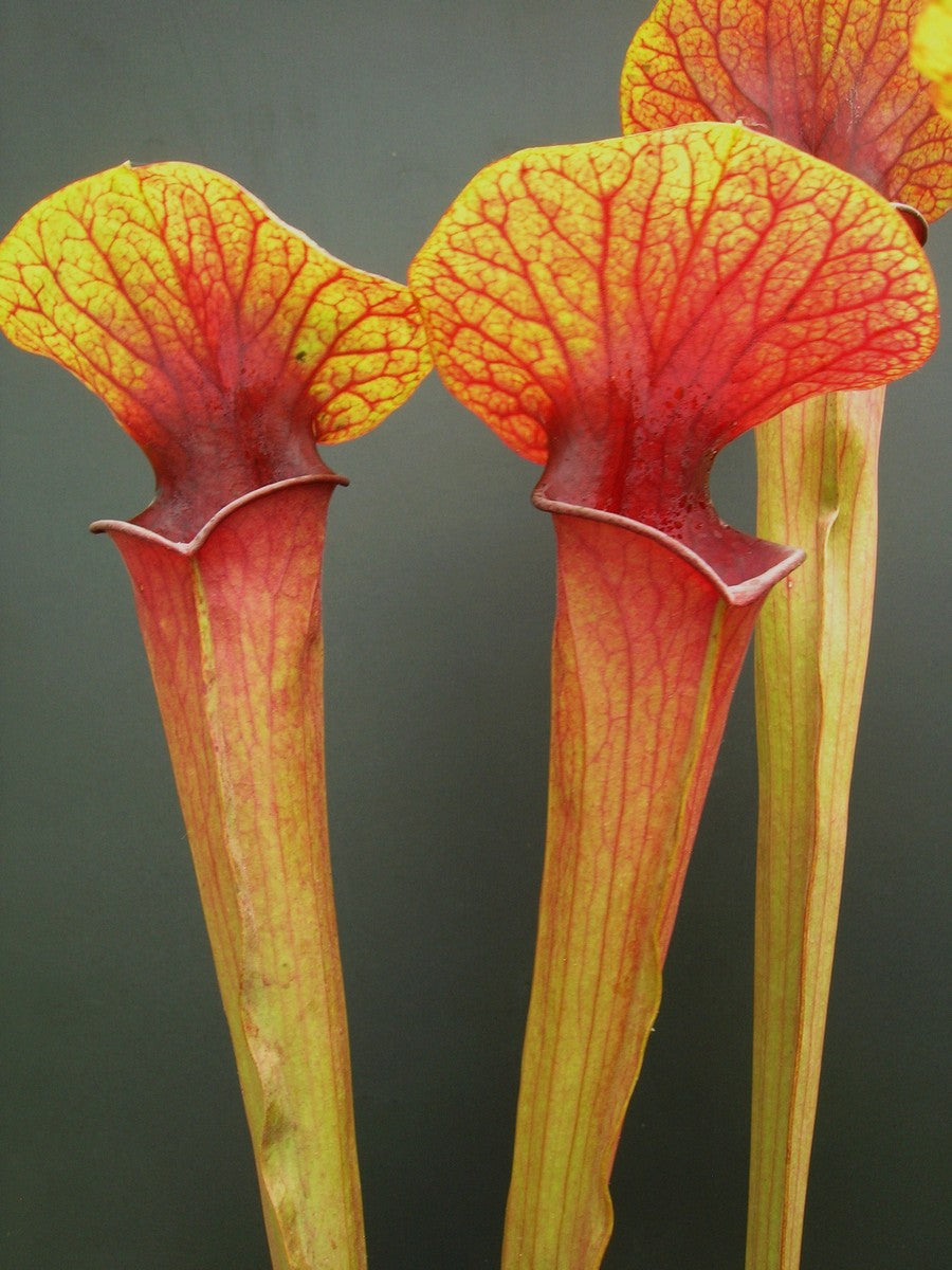 H5 GC Sarracenia "Orange sunset"