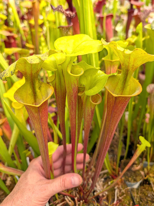 Sarracenia "Orangina Glow"