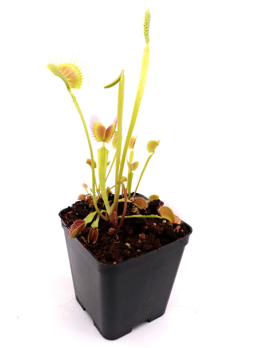 Dionaea muscipula „Orang-Utan“