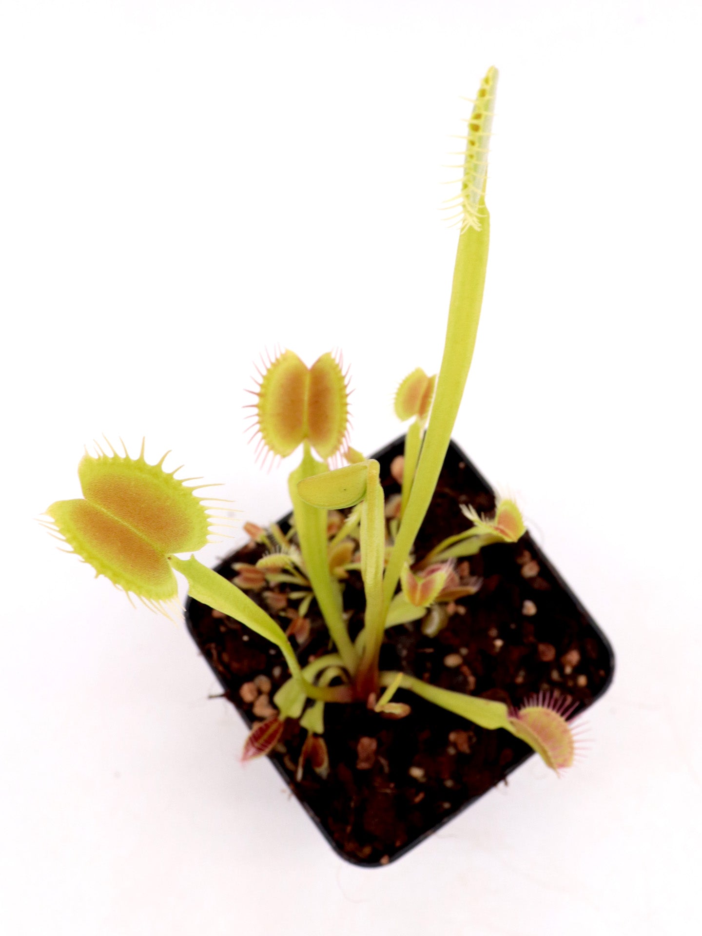 Dionaea muscipula „Orang-Utan“