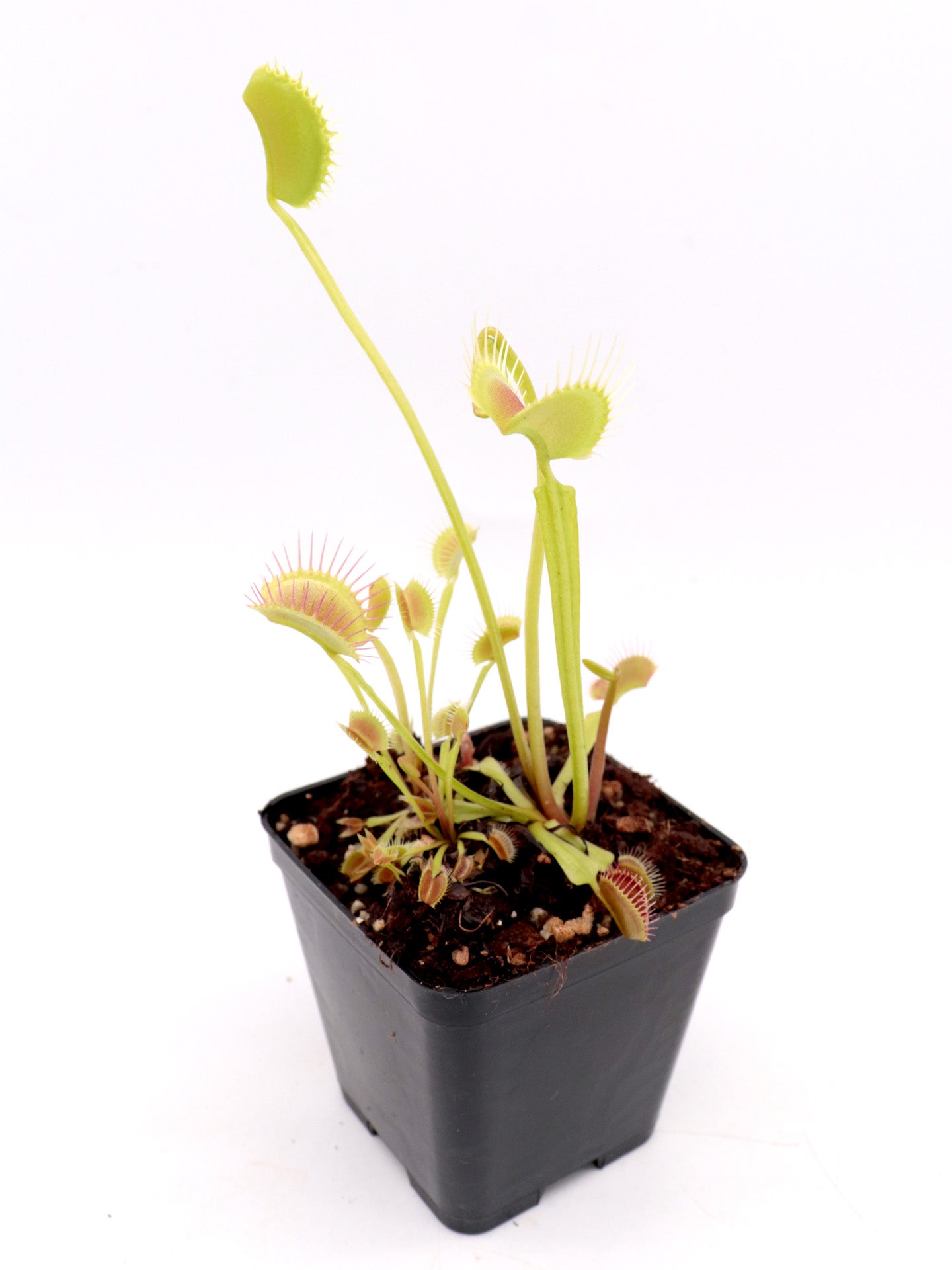 Dionaea muscipula „Orang-Utan“