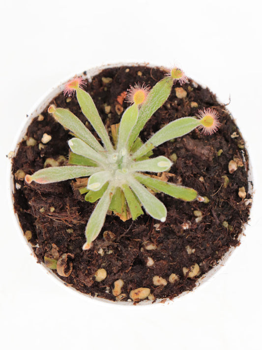 Drosera ordensis Cave spring, Kimberley,AU