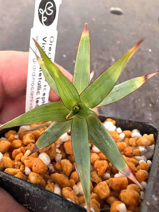 Orectanthe sceptrum Violet Metallic leaves Ptari tepui, Venezuela
